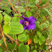 Tibouchina laxa 'Skylab'