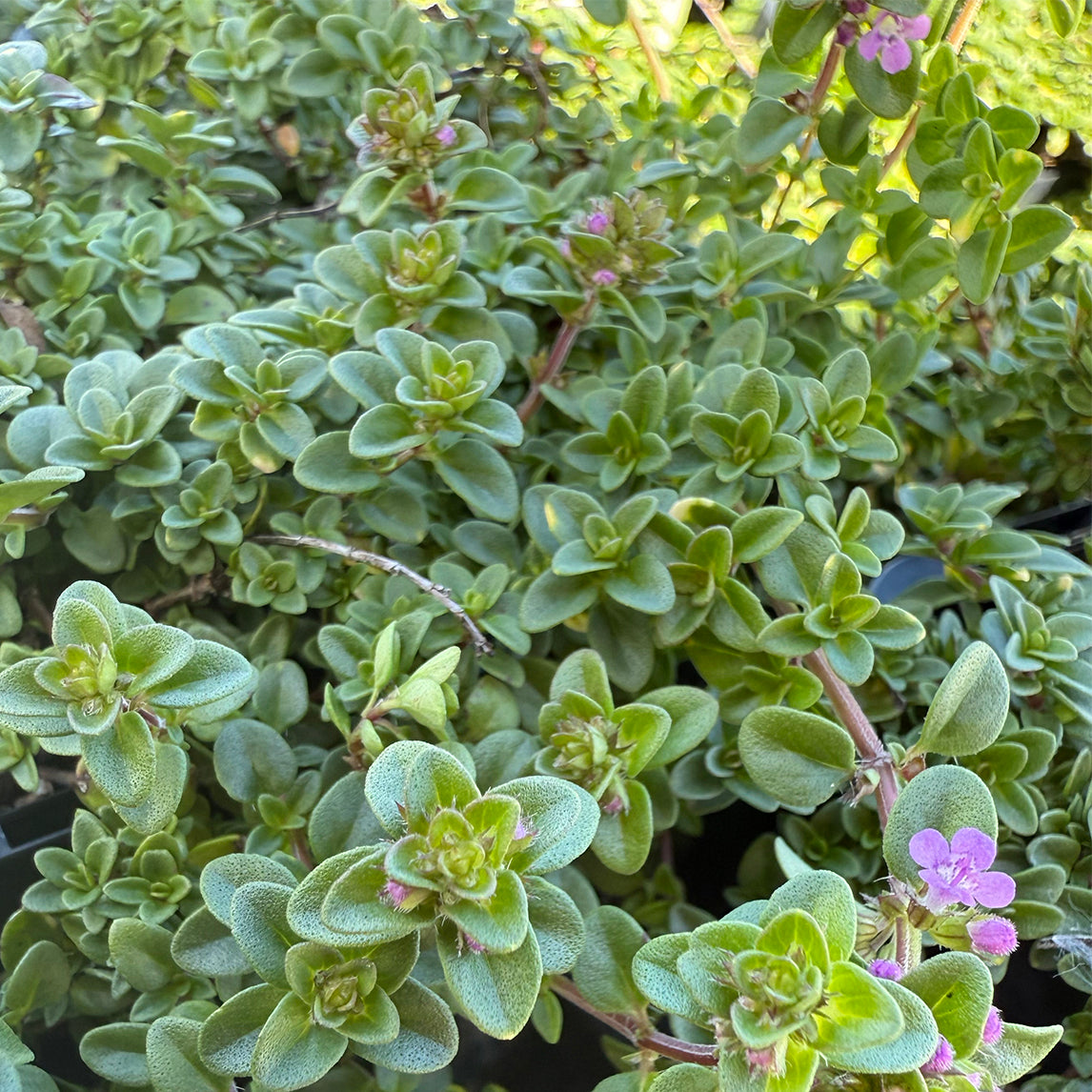 Thyme 'Doone Valley'