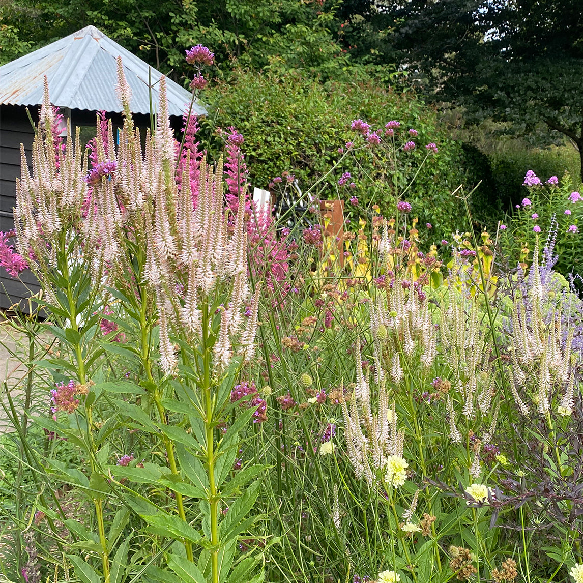 Veronicastrum 'Coen Jansen'