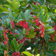 Wild Currant
