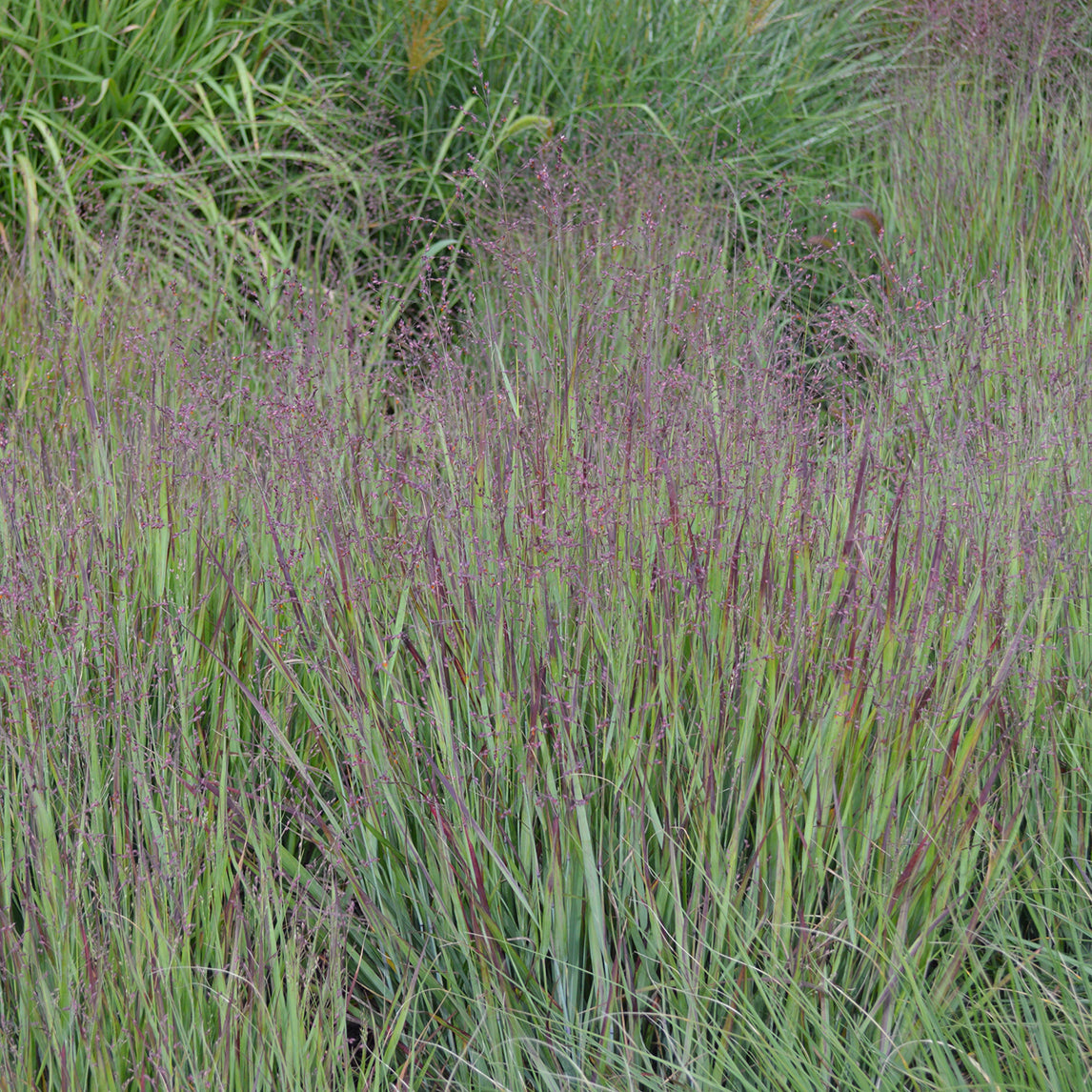 Panicum virgatum 'Heavy Metal'