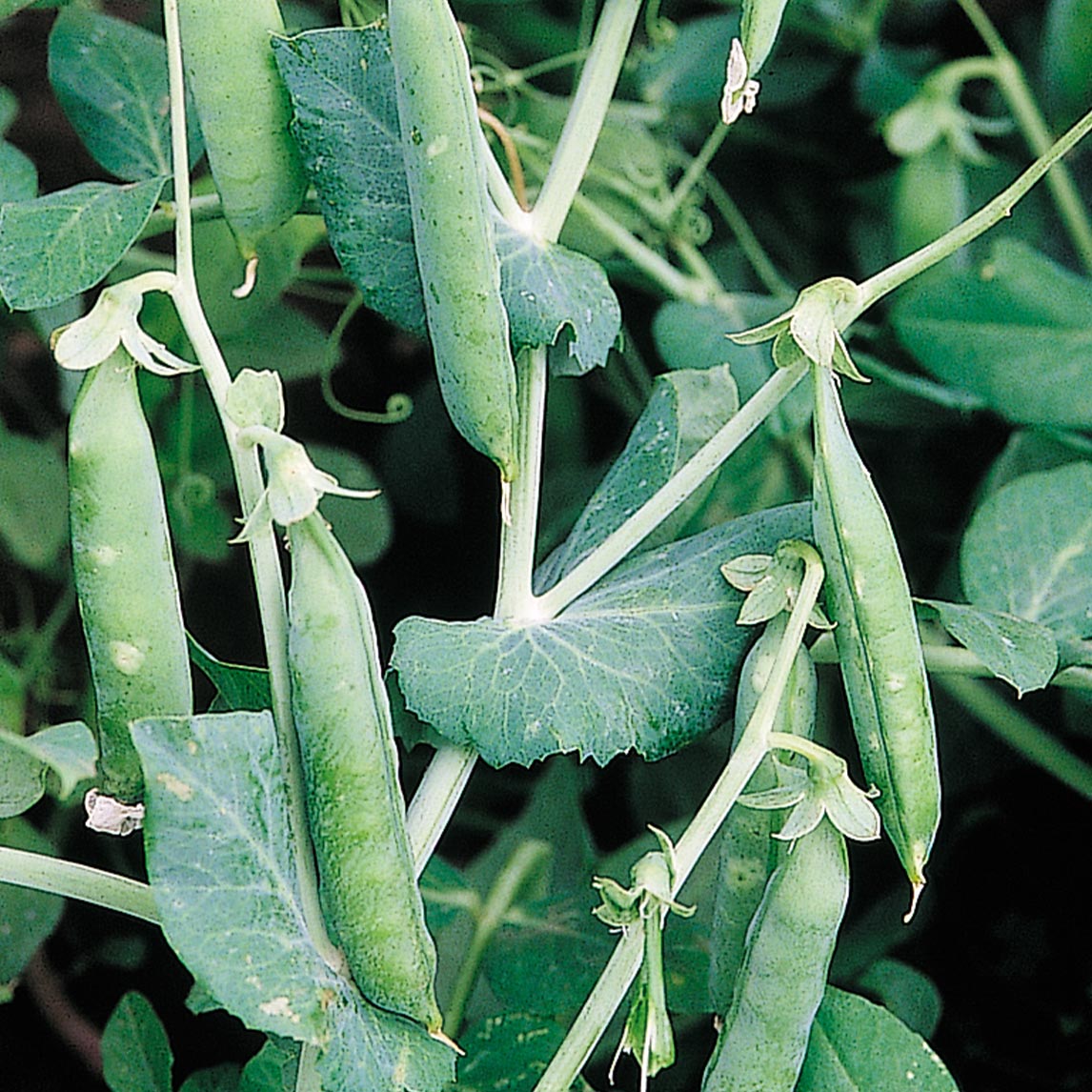 Pea &#39;Greenfeast&#39;