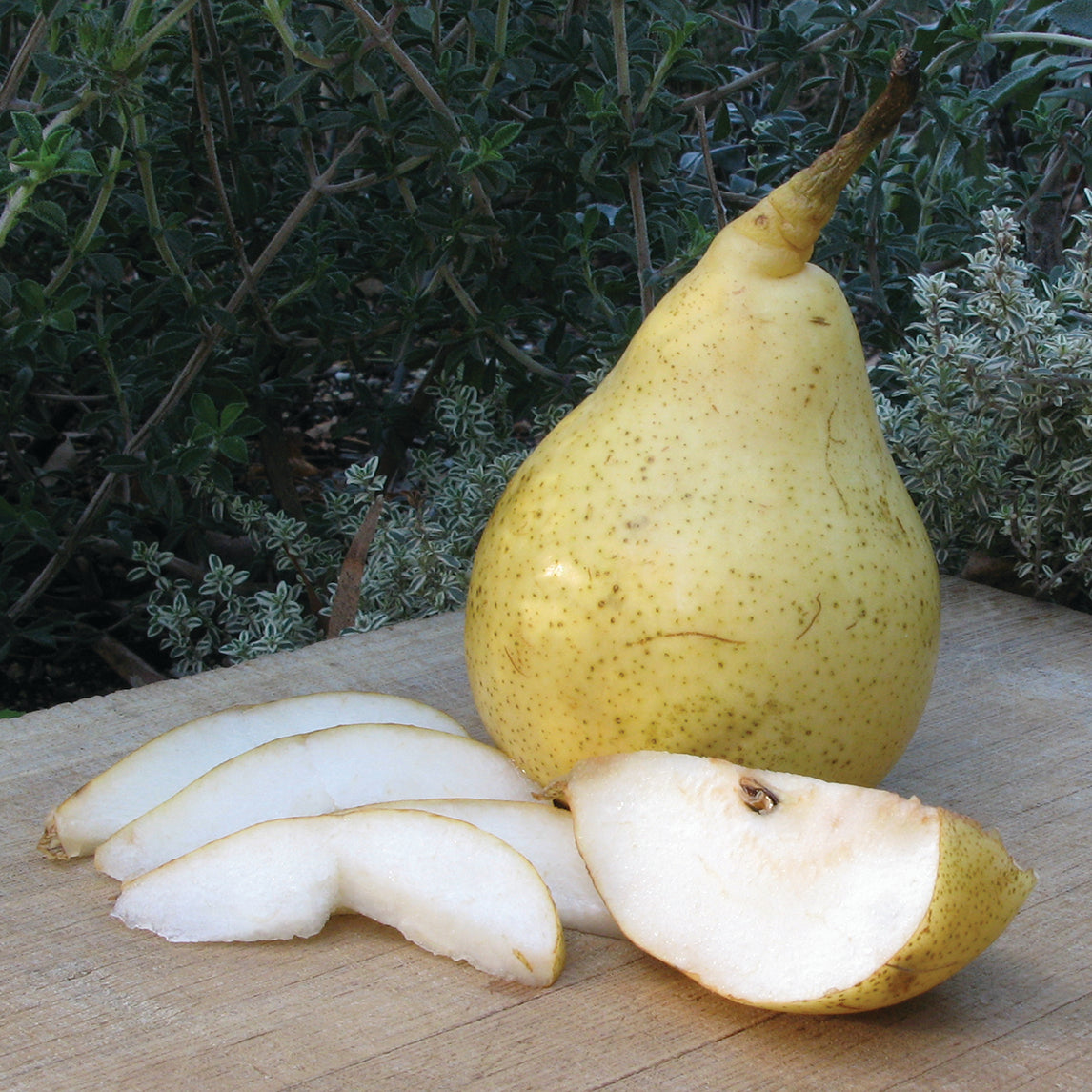 Pear 'Josephine de Malines'