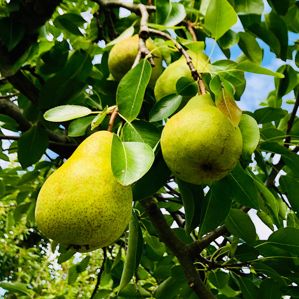 Pear Pollinating Duo - Packham’s Triumph’& ‘Josephine De Malines’ - The ...