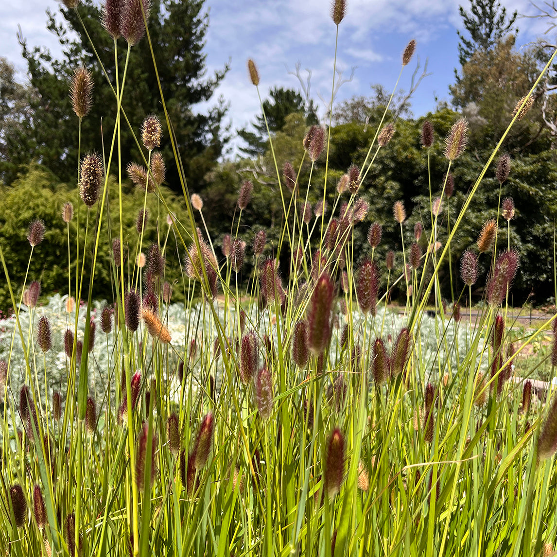 Pennisetum 'Red Buttons'