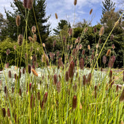 Pennisetum 'Red Buttons'