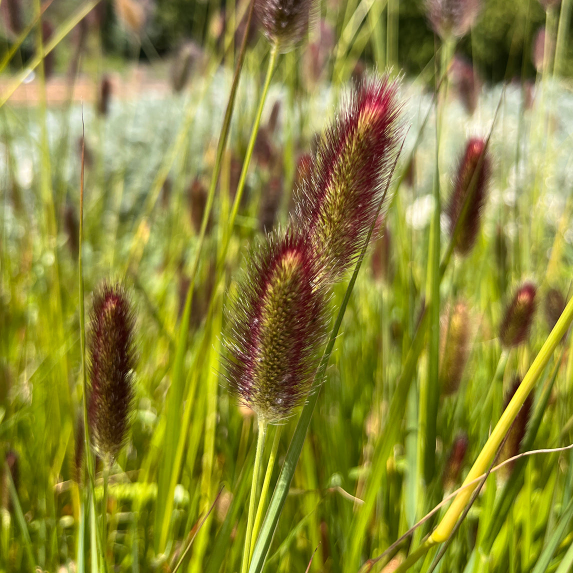 Pennisetum 'Red Buttons'
