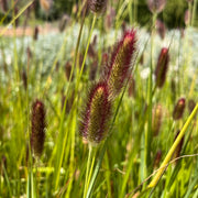 Pennisetum 'Red Buttons'