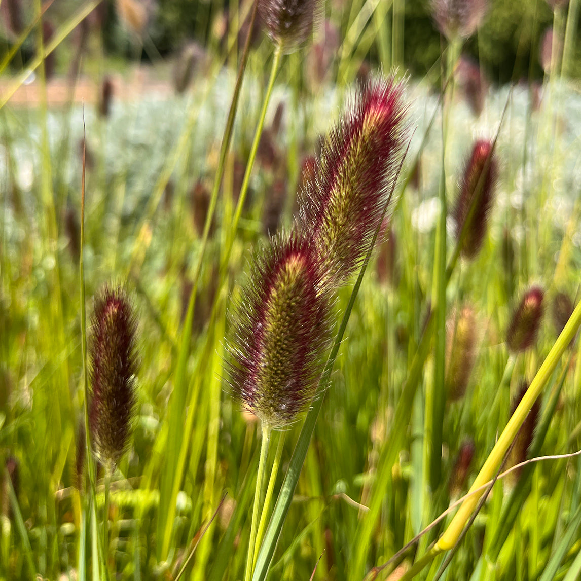 Pennisetum &#39;Red Buttons&#39;