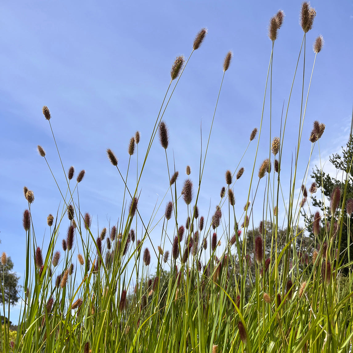 Pennisetum 'Red Buttons'