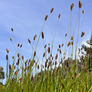 Pennisetum 'Red Buttons'