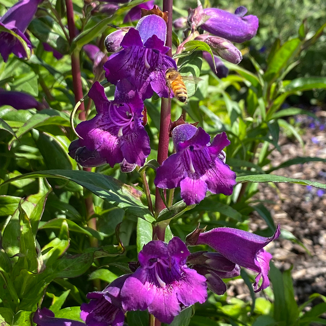 Penstemon 'Midnight'