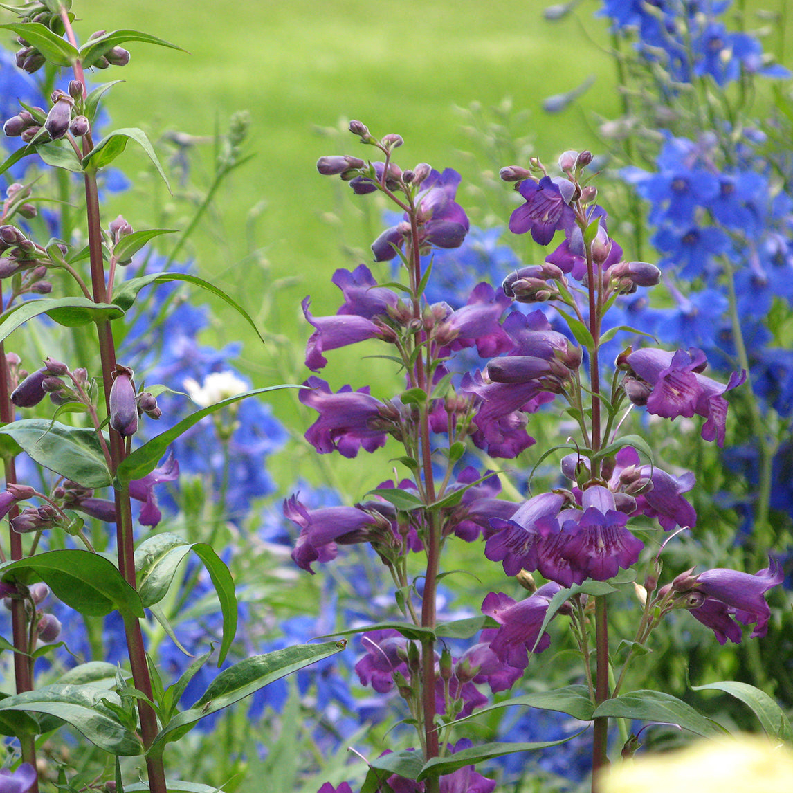 Penstemon 'Midnight'