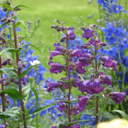 Penstemon 'Midnight'