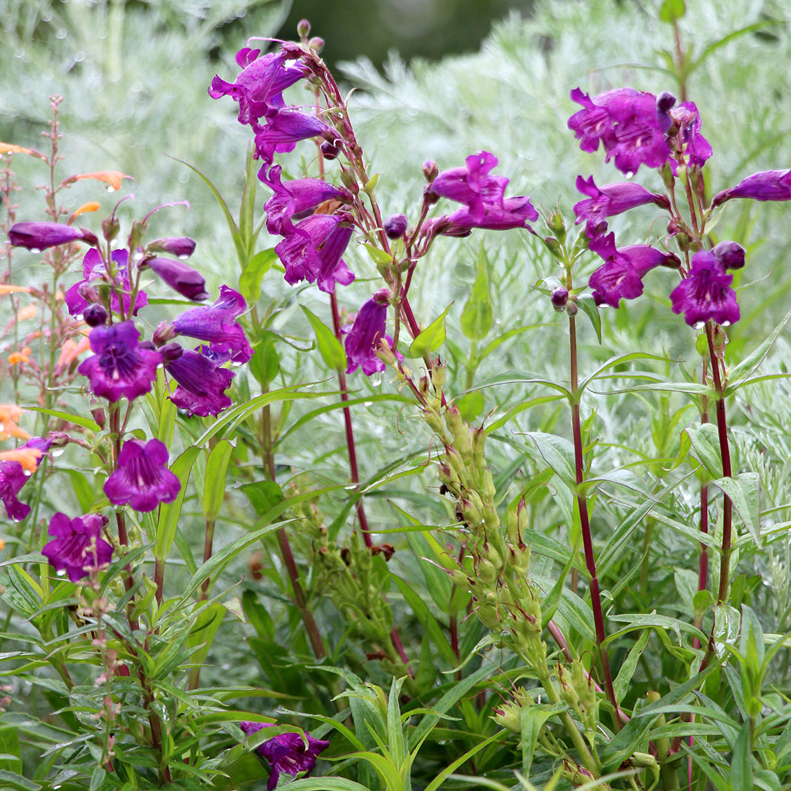 Penstemon 'Midnight'