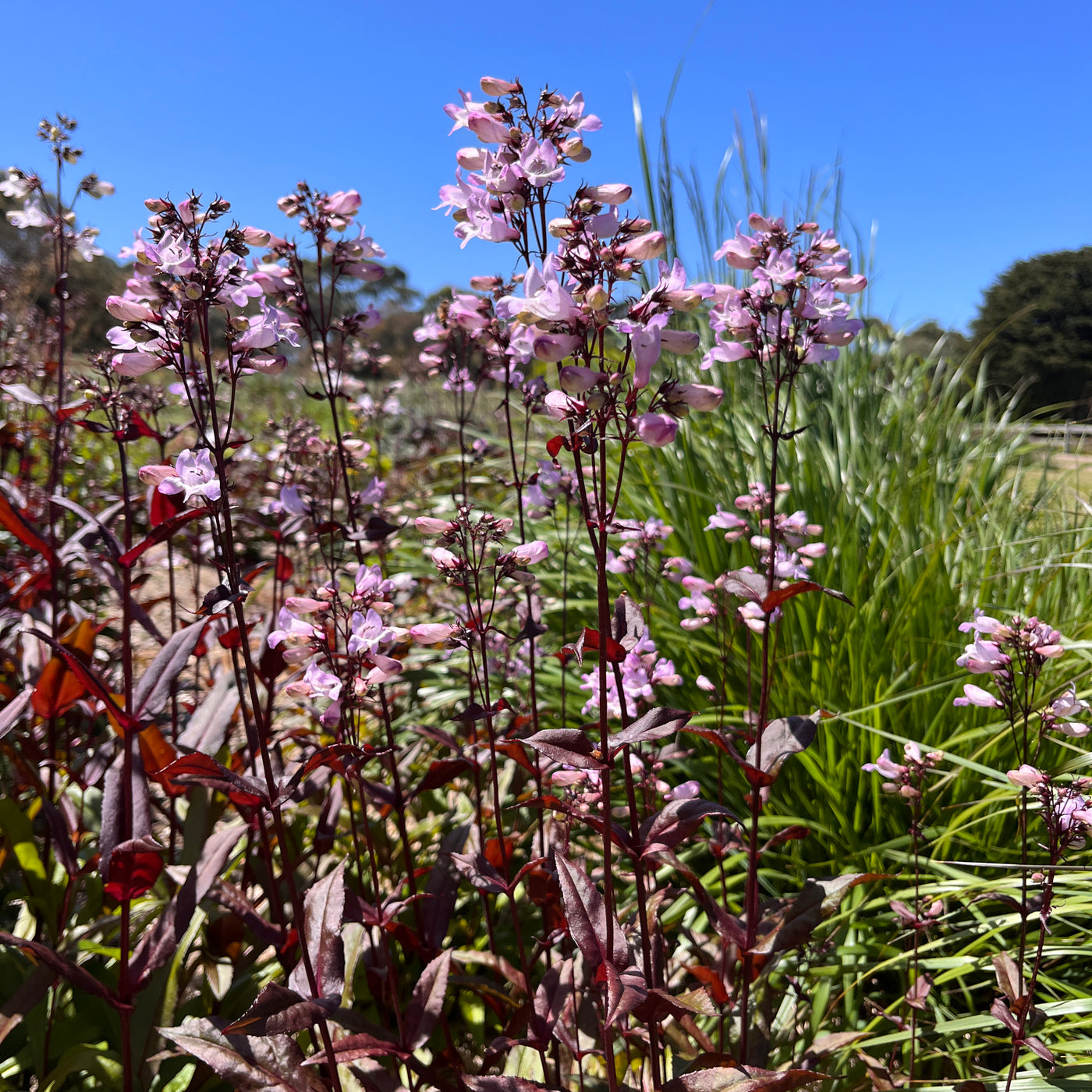 Penstemon 'Husker's Red'