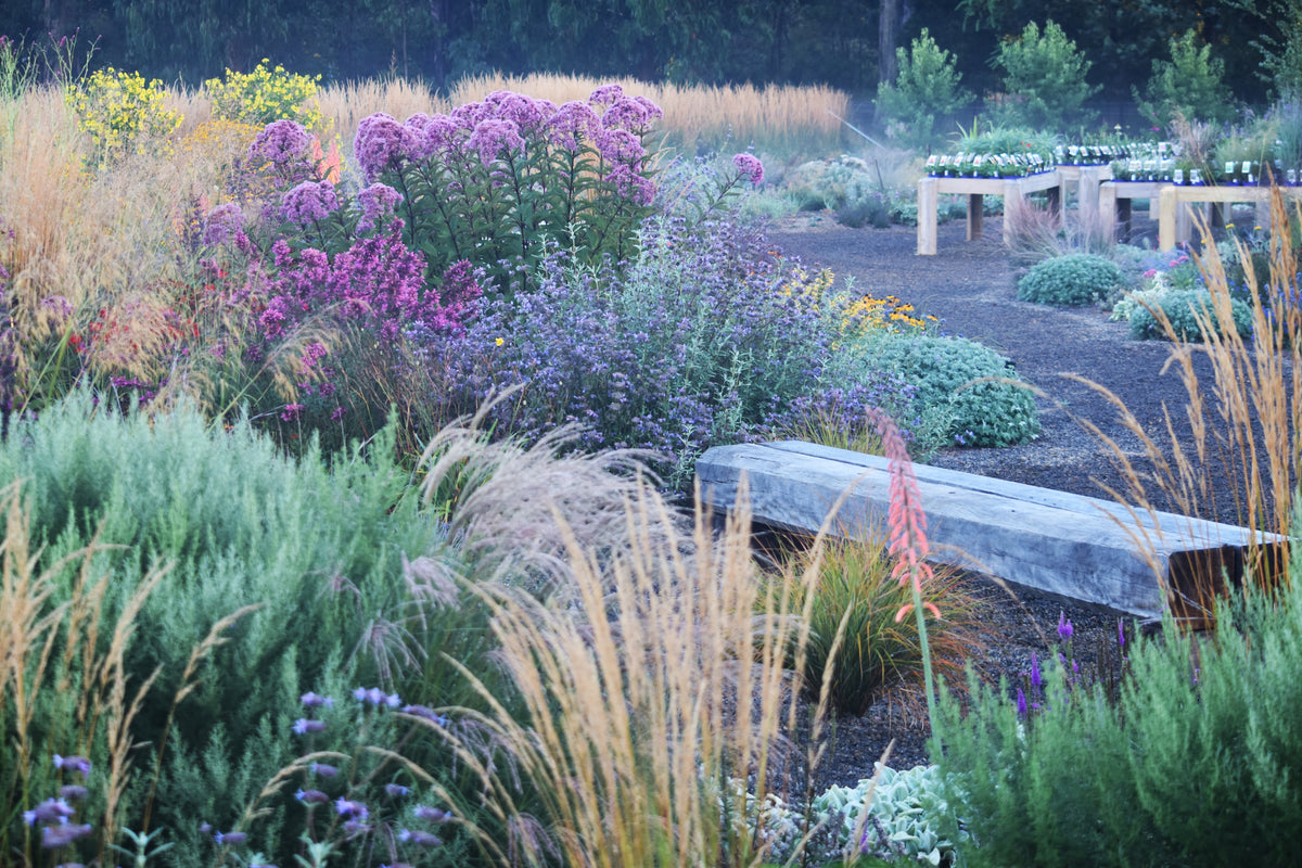 Perfecting Perennial Borders Masterclass