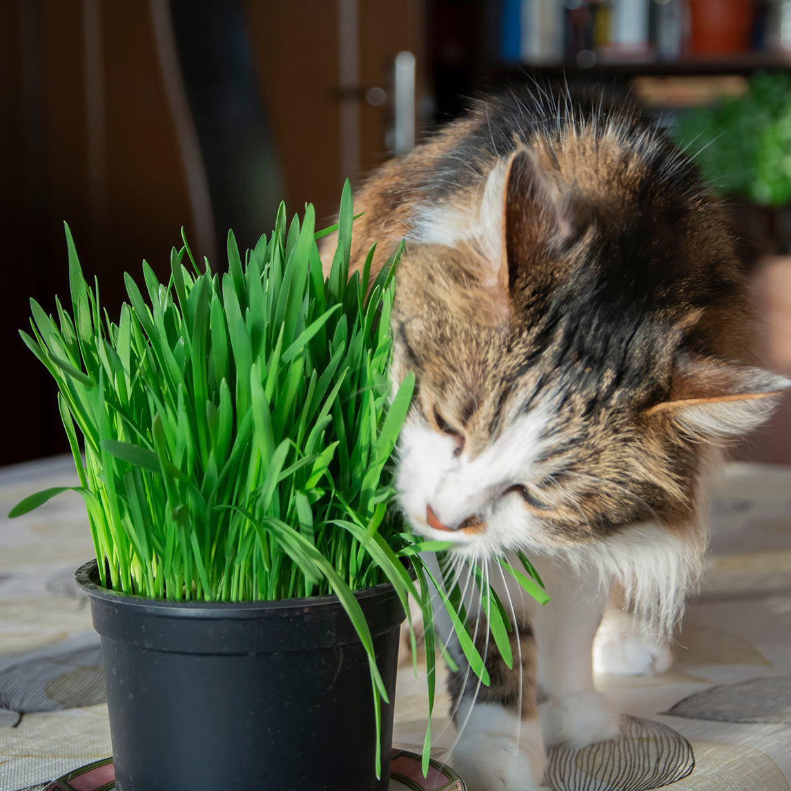 Pet Grass
