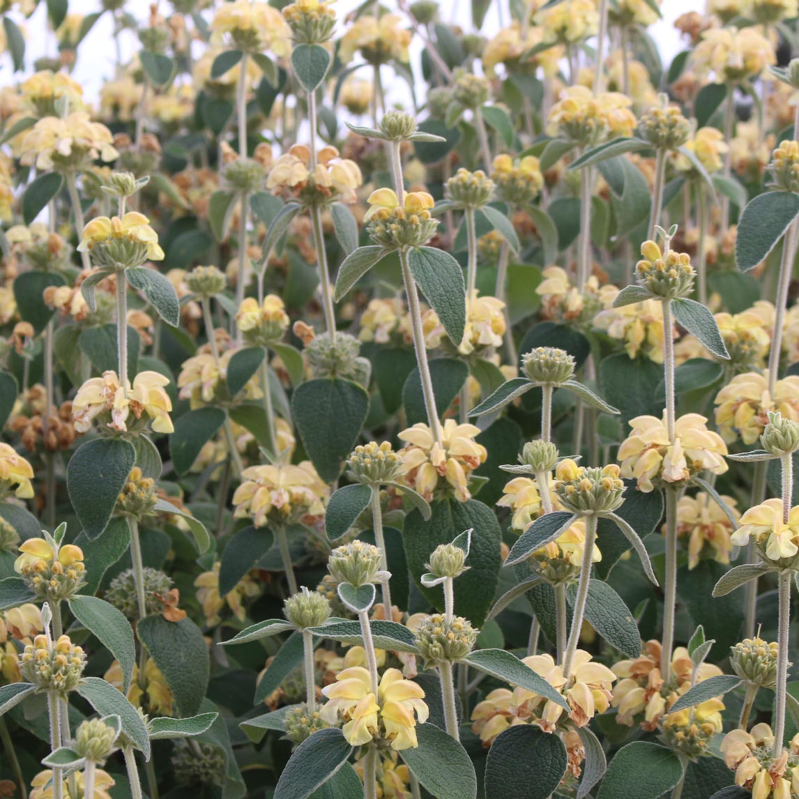 Phlomis &#39;Lemon Blush&#39;