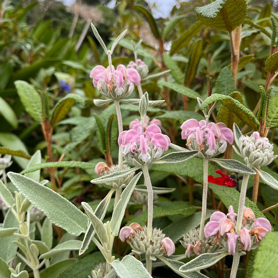 Phlomis purpurea