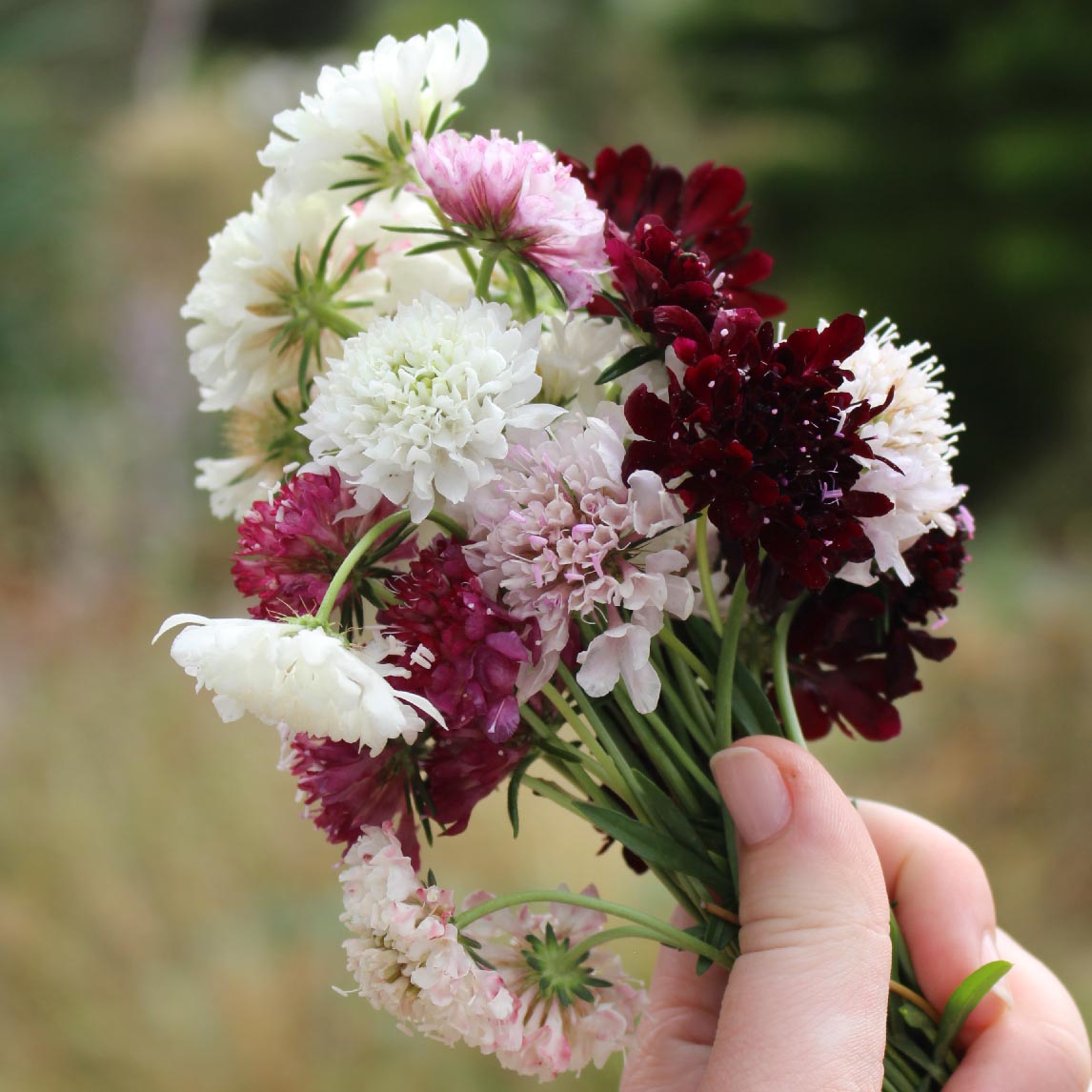 Pin Cushion Flower Mixed