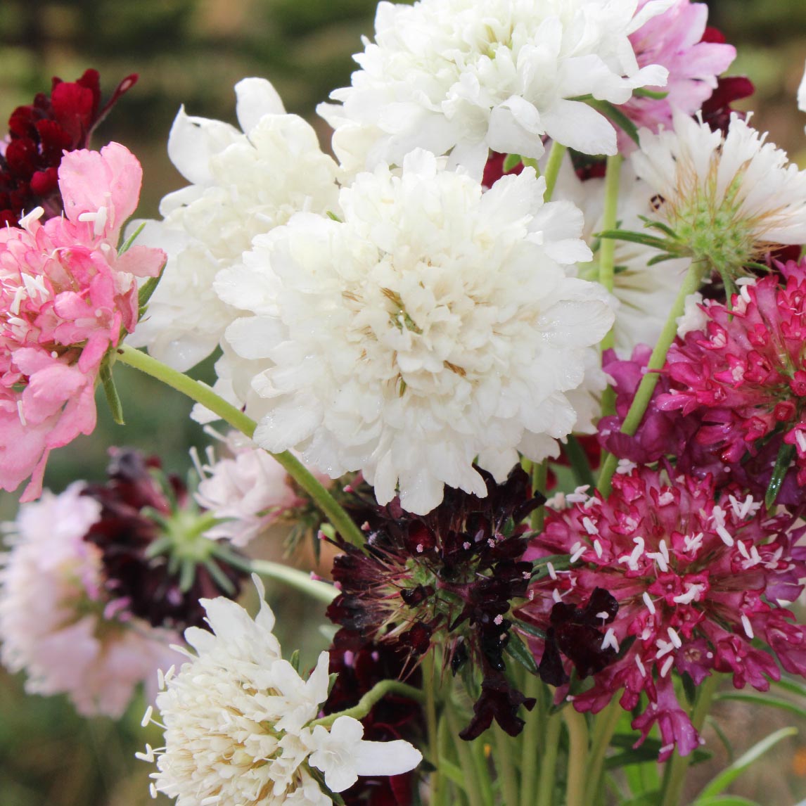 Pin Cushion Flower Mixed