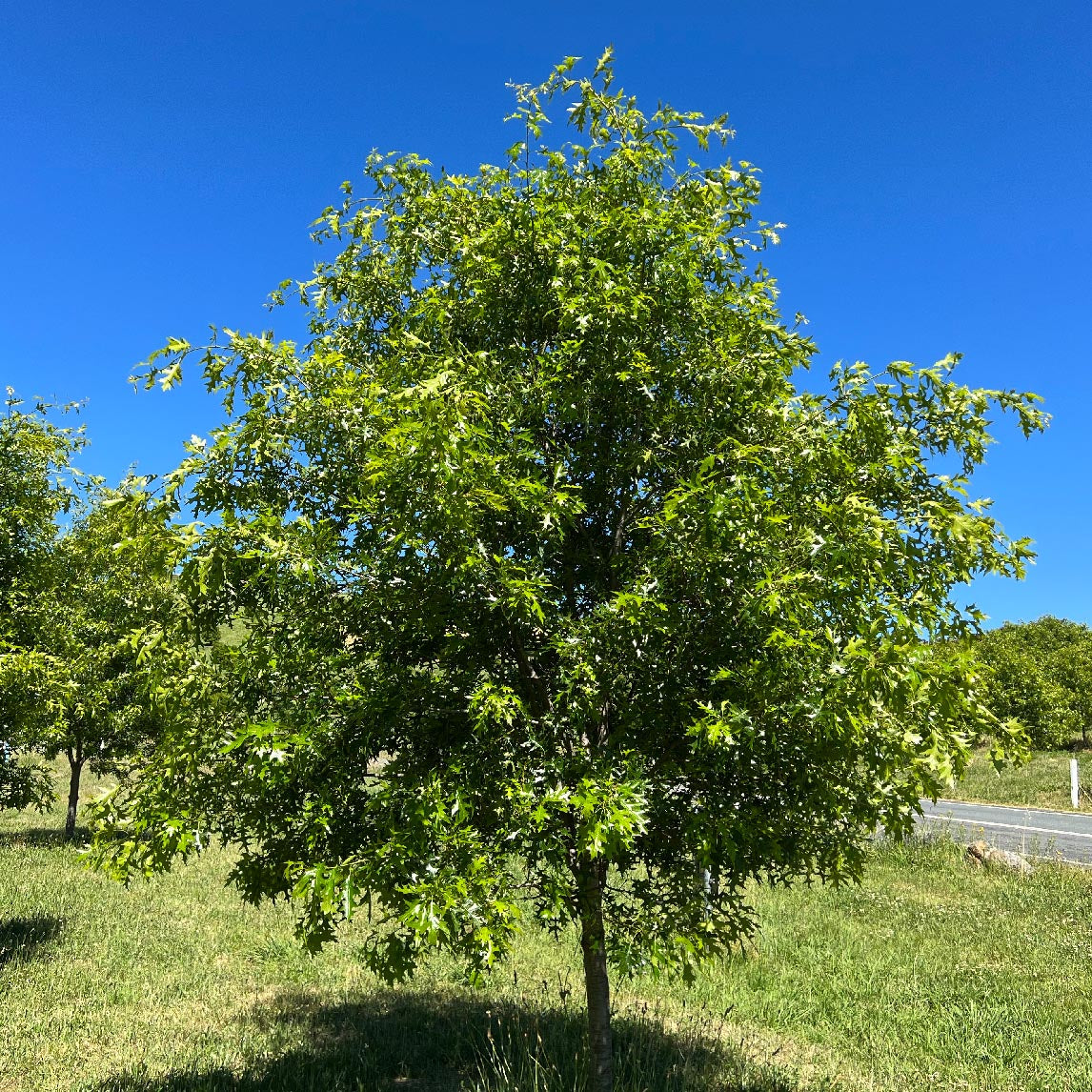 Pin Oak