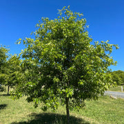 Pin Oak
