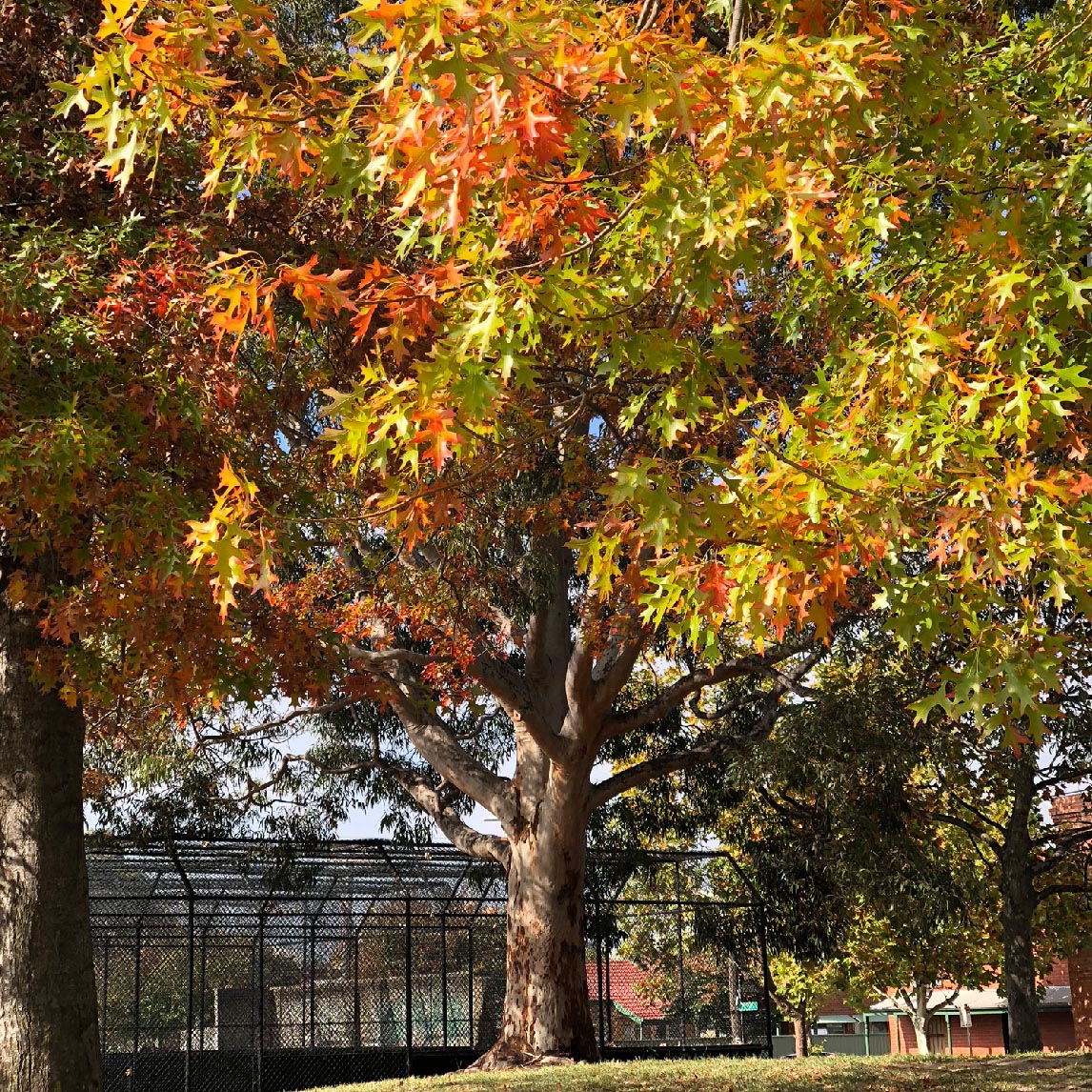 Pin Oak Seeds