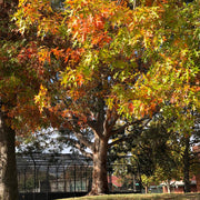 Pin Oak Seeds