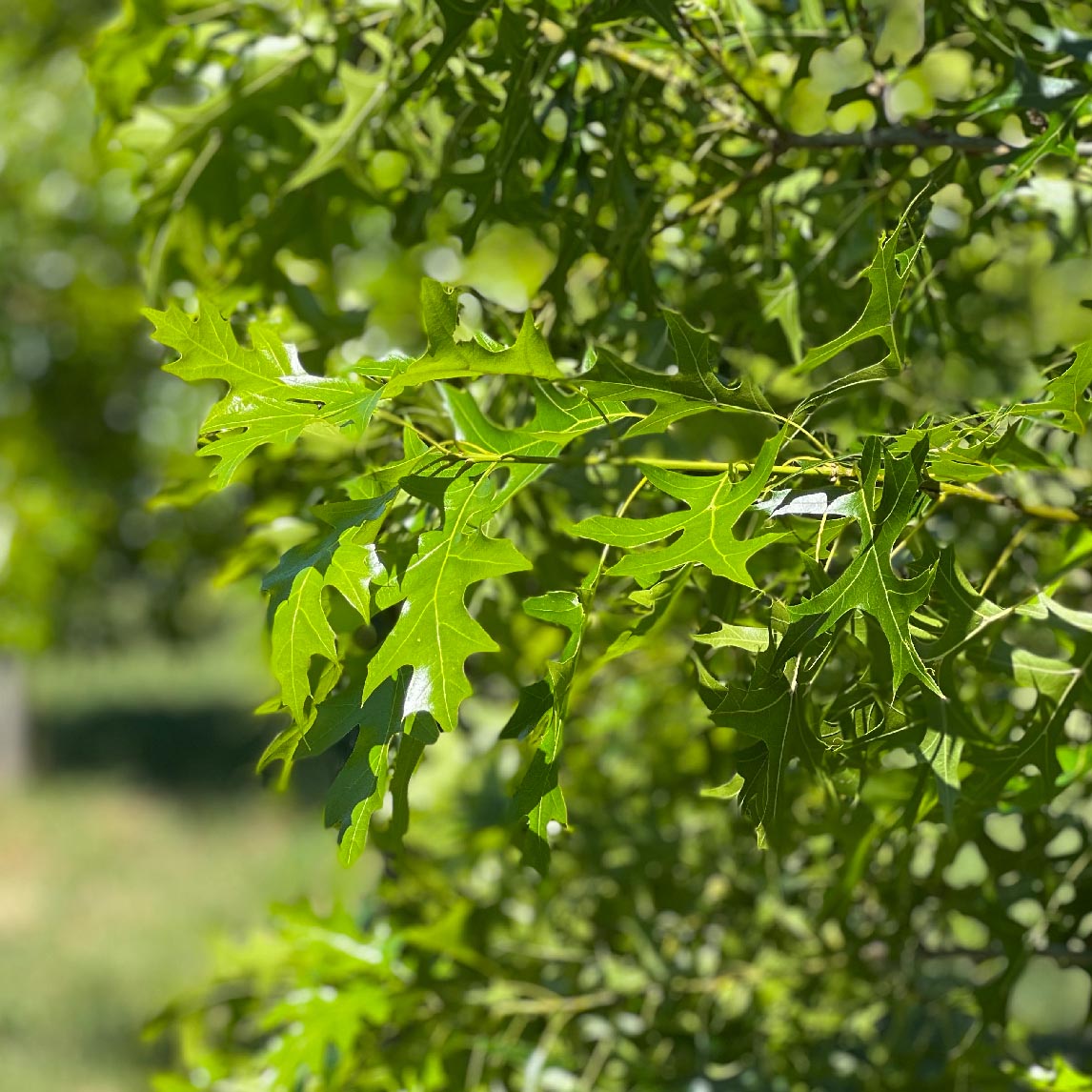Pin Oak