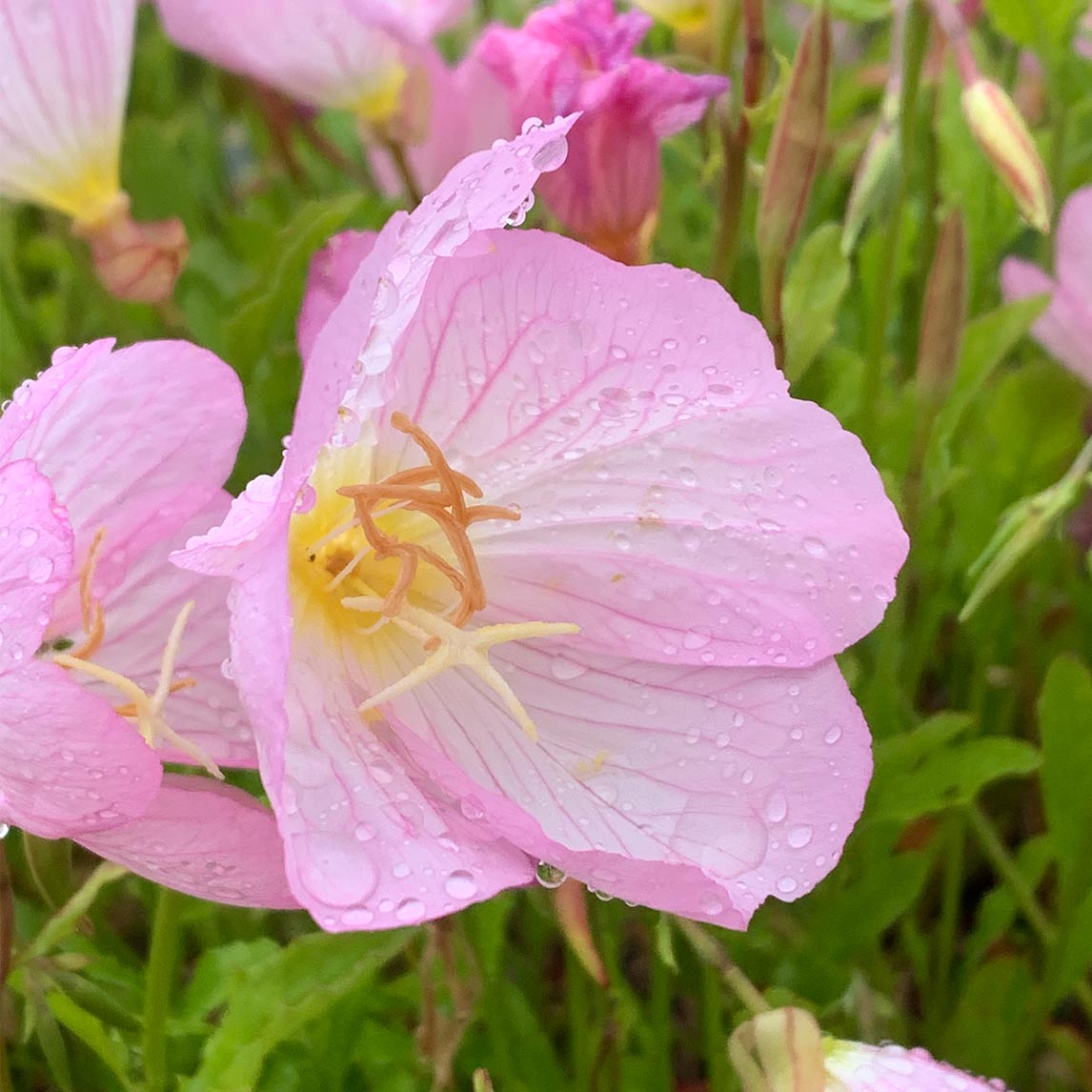 Pink Evening Primrose