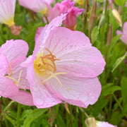 Pink Evening Primrose