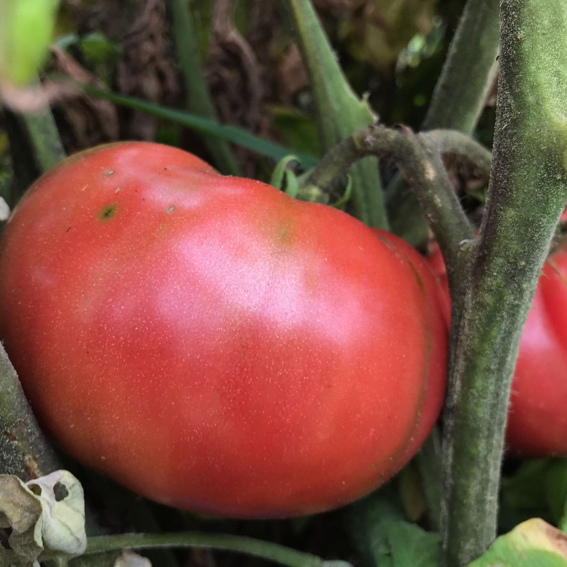Tomato 'Pink Queen' (Organic)