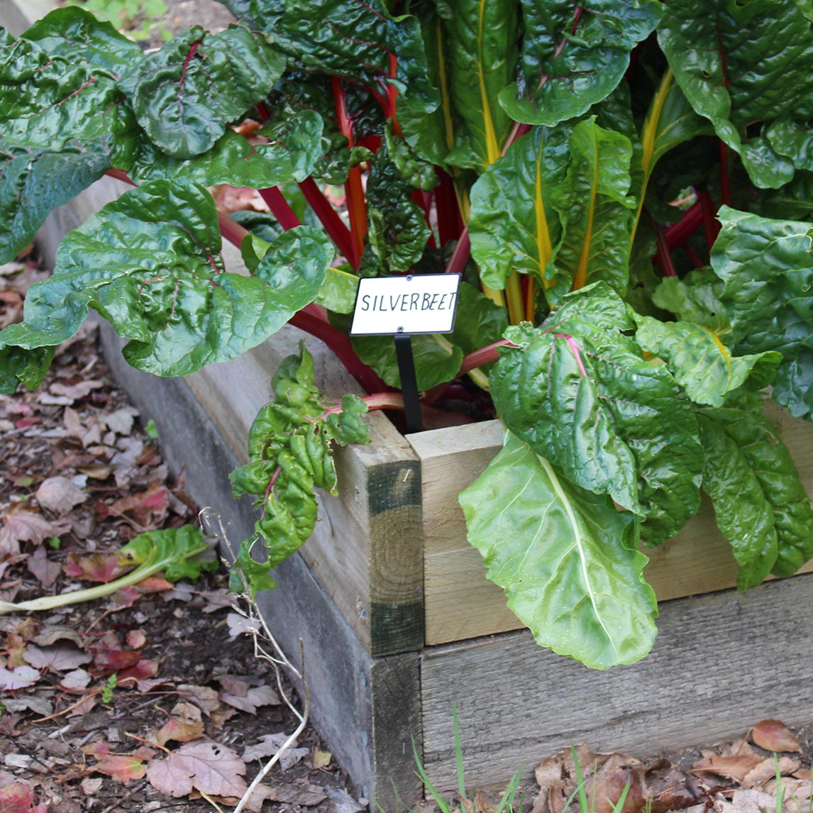 Plant Label - White