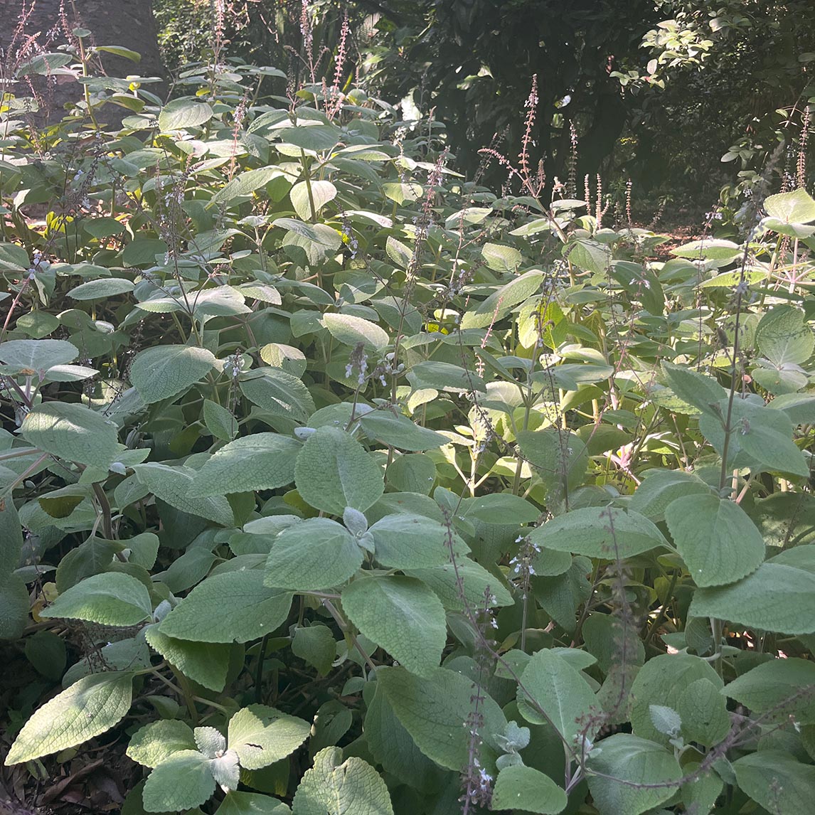Plectranthus Argentatus