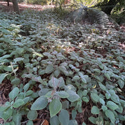 Plectranthus Argentatus
