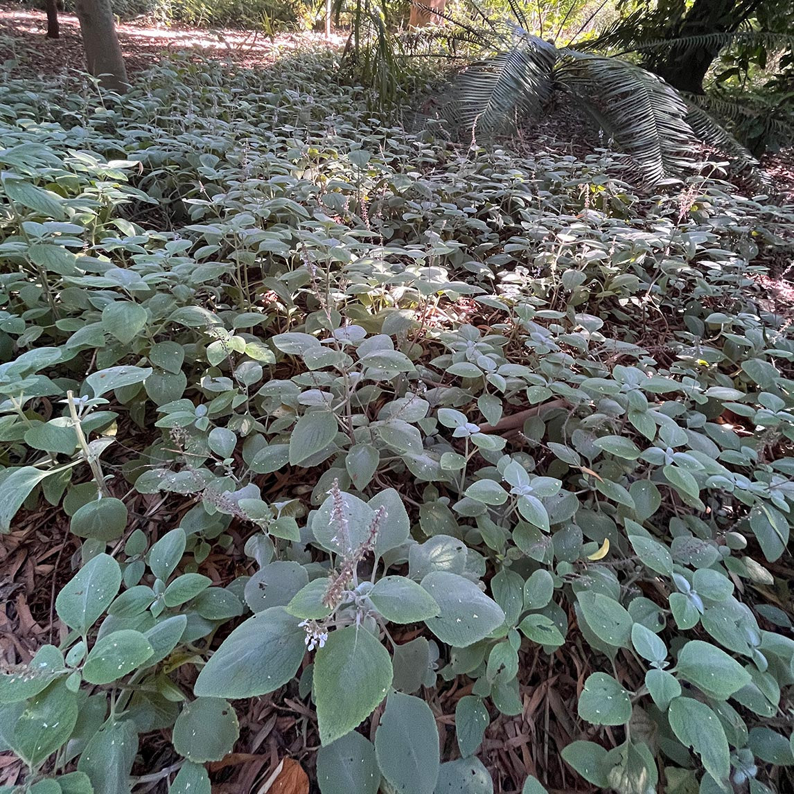 Plectranthus Argentatus
