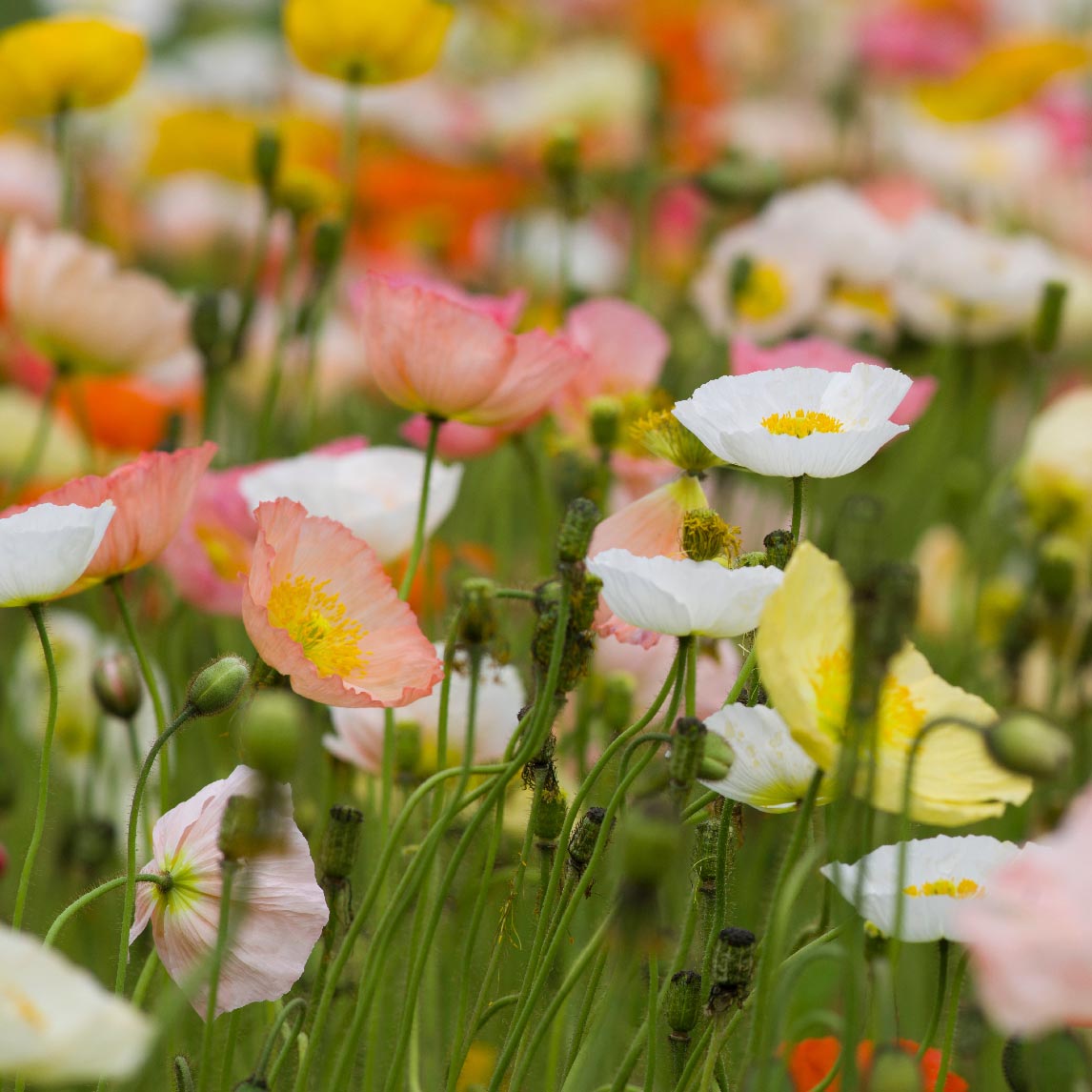 Poppy Iceland - Free Seed Offer