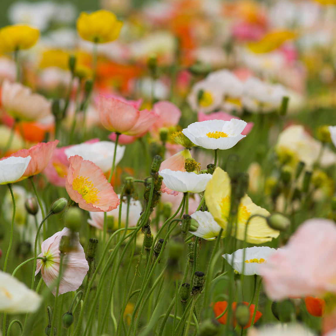 Poppy Mixture Poppy Iceland Pastel Mix - The Diggers Club
