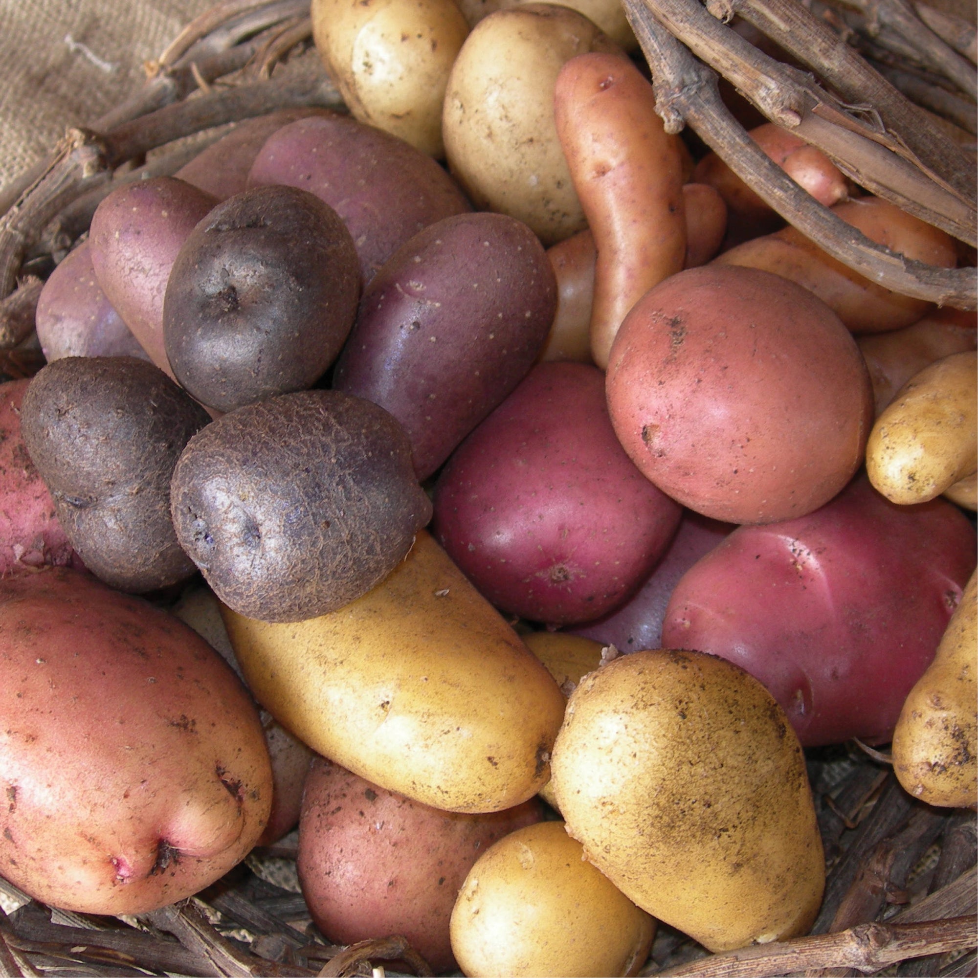 Potato - Lucky Dip Selection - Members save over 40%