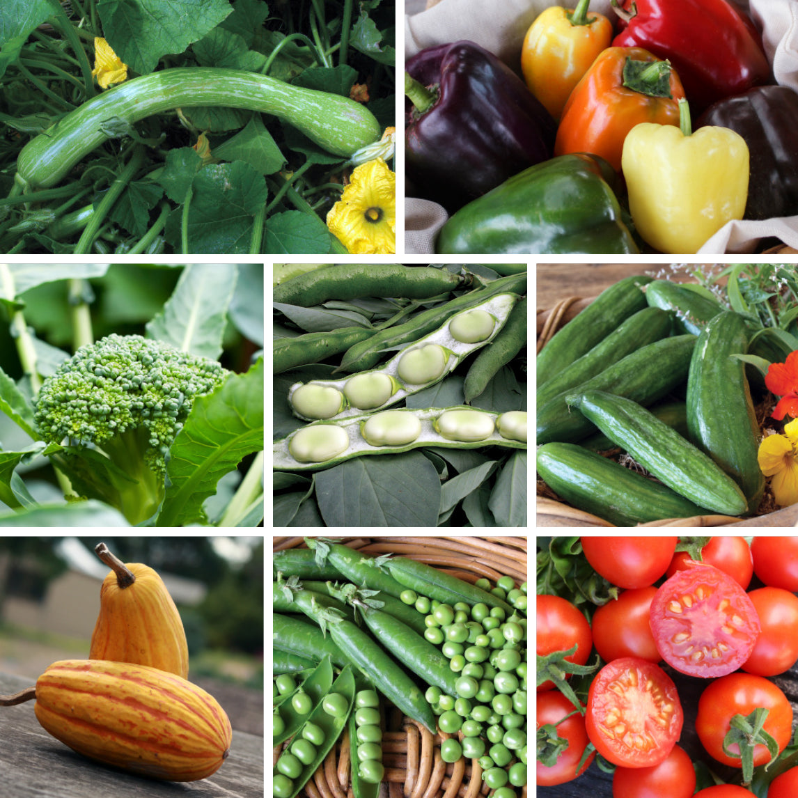 Productive Patch Vegetable Collection