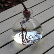 Propagation Vase