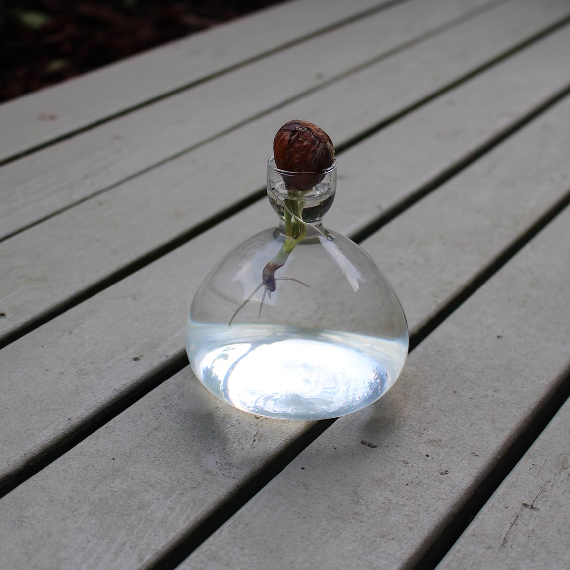 Propagation Vase