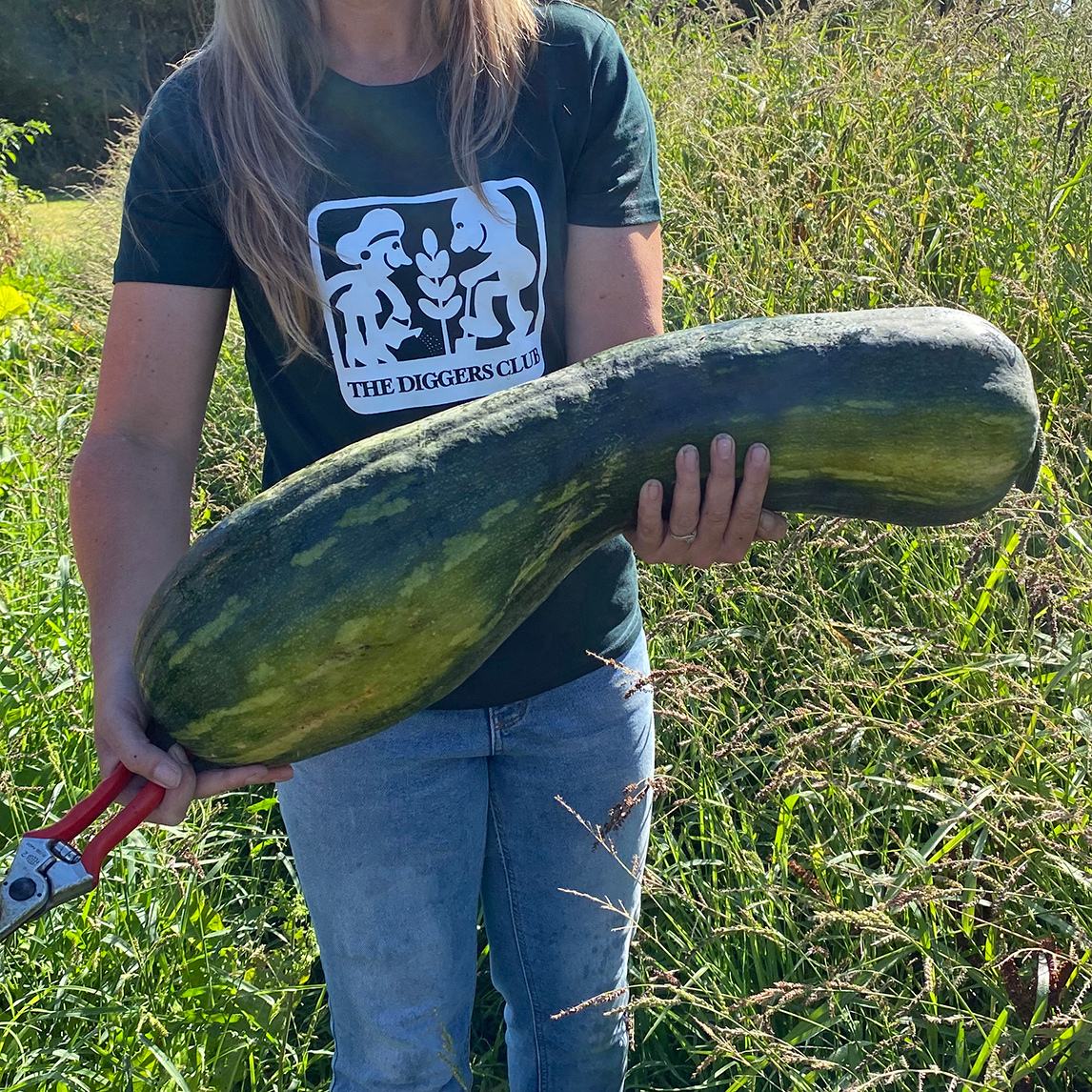 Pumpkin 'Bev's Gramma Trombone'