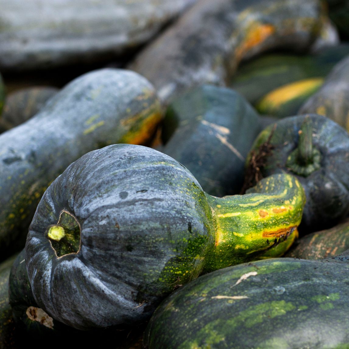 Pumpkin 'Bev's Gramma Trombone' (Organic)