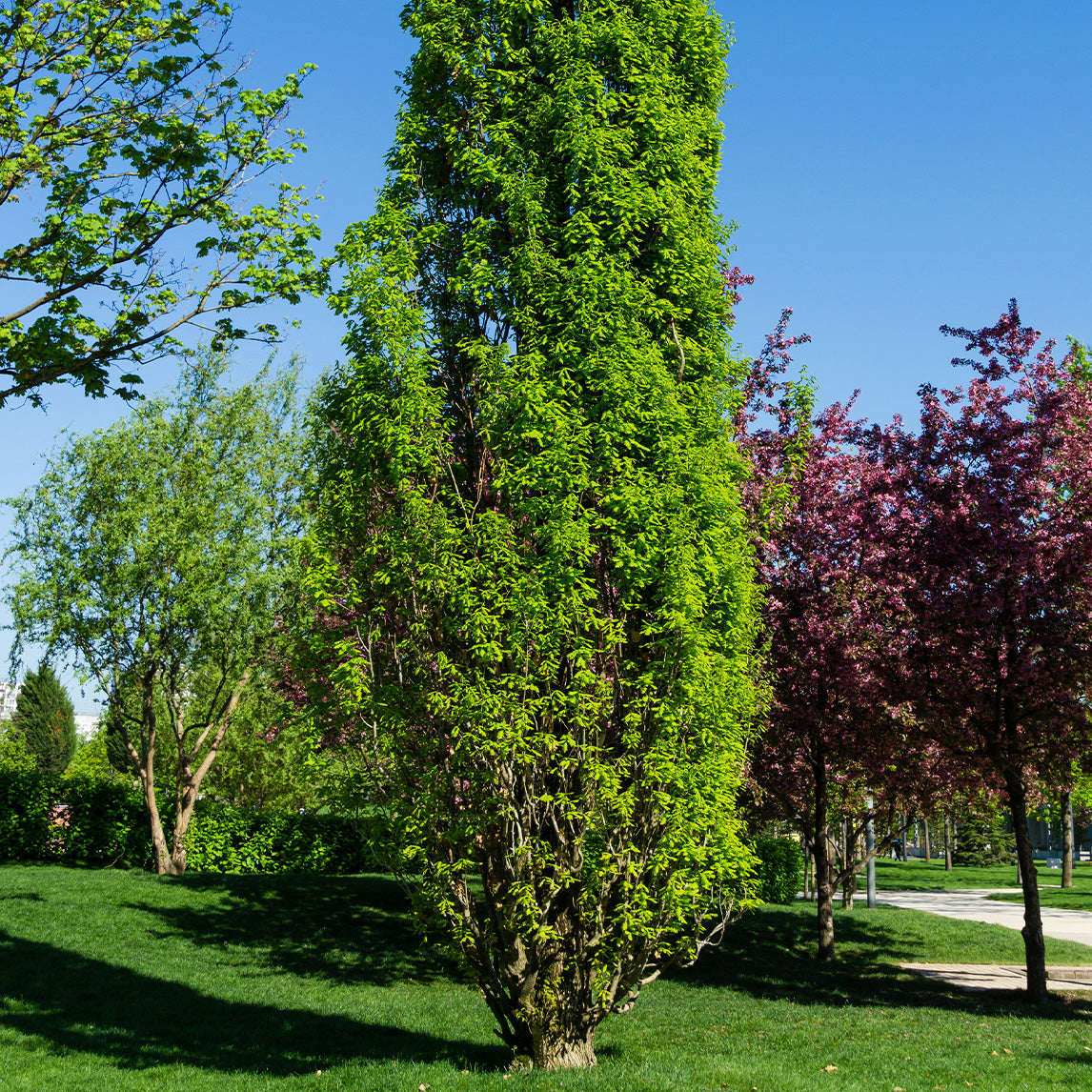 Upright English Oak