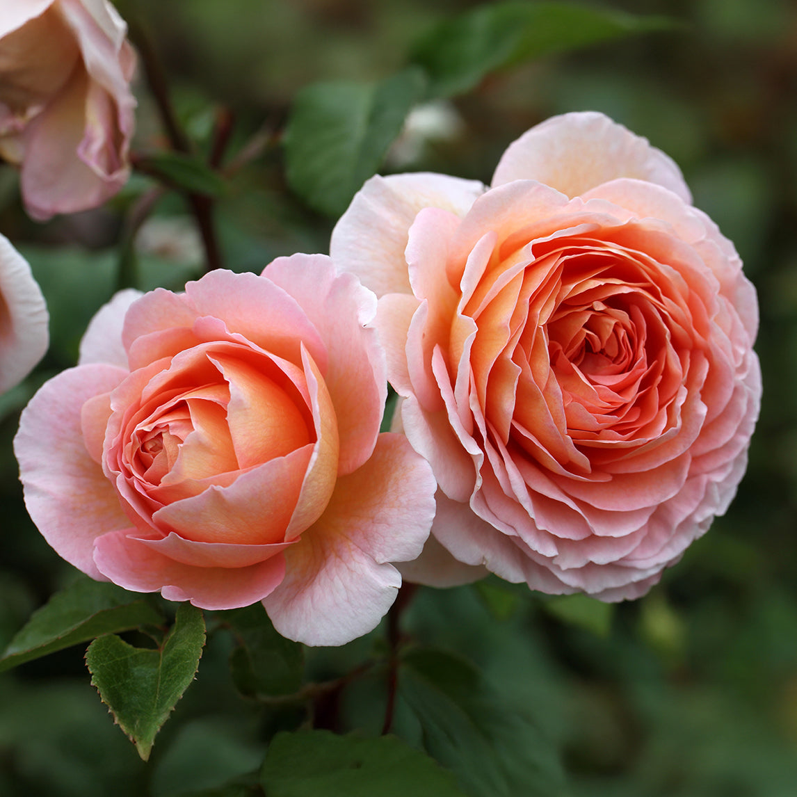 Rose 'Abraham Darby'