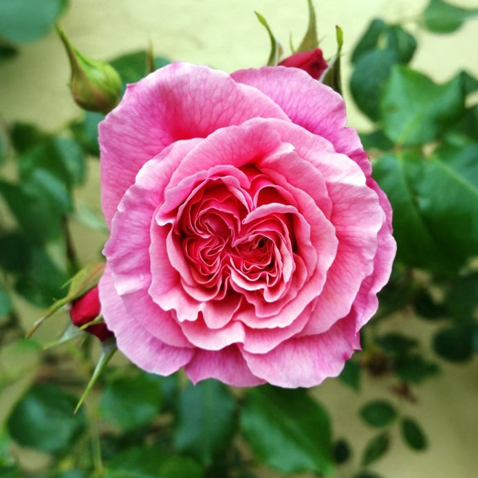 ROSE 'ALOHA'