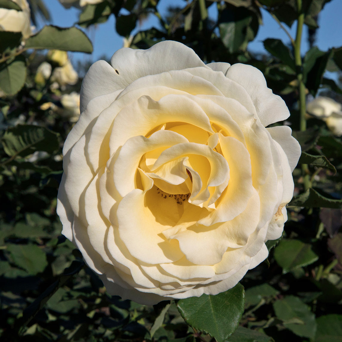 ROSE 'Elina'